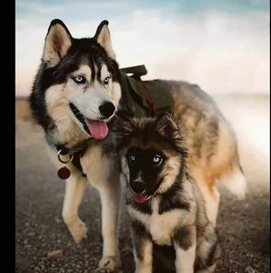 Meet your Posher, Alturo